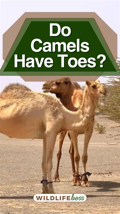 camel toe cartoon|Camel Toes GIFs .